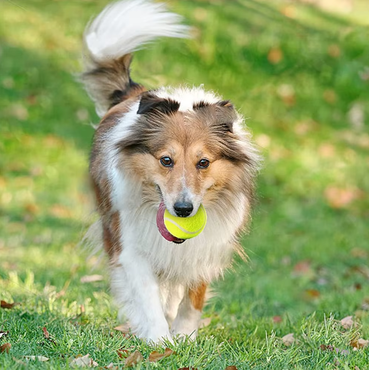 Pet tennis launcher ball dog bite